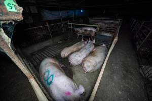 Sows in group housing - Sows lie in dirty group housing pens - Captured at Calivil Breeder, Calivil VIC Australia.