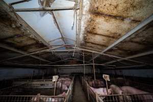 Group housing shed - Captured at Calivil Breeder, Calivil VIC Australia.