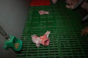 Dead piglet ripped in half - A piglet ripped in half in a farrowing crate - Captured at Calivil Breeder, Calivil VIC Australia.