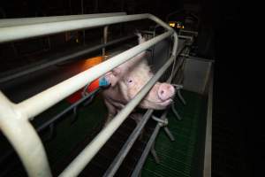 Sow in farrowing crate - Captured at Calivil Breeder, Calivil VIC Australia.