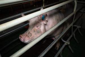 Sow in farrowing crate - Captured at Calivil Breeder, Calivil VIC Australia.