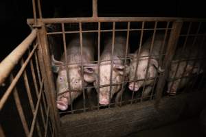 Pigs in group housing - Dirty pigs in a group housing pen - Captured at Calivil Breeder, Calivil VIC Australia.