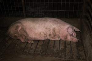 Sow in group housing - A sow in a dirty group housing pen - Captured at Calivil Breeder, Calivil VIC Australia.