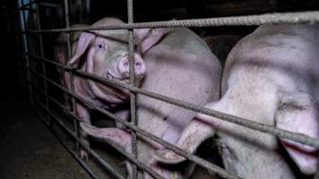 Pigs in a group housing pen - Captured at Nagambie Breeder, Bailieston VIC Australia.