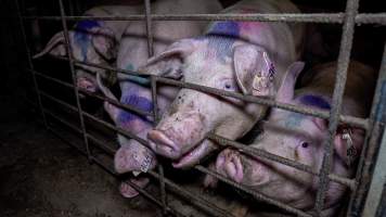 Sows gnaw at the bars of a group housing pen - Captured at Nagambie Breeder, Bailieston VIC Australia.