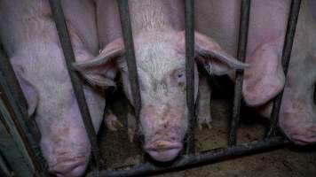 Sows in group housing - Captured at Nagambie Breeder, Bailieston VIC Australia.