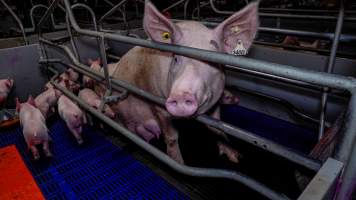 Sow in farrowing crate - Sow in farrowing crate with her piglets - Captured at Nagambie Breeder, Bailieston VIC Australia.