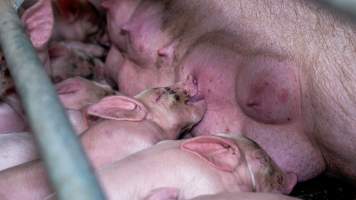 Piglets suckle from their mother - Piglets suckle from a sow in a farrowing crate - Captured at Nagambie Breeder, Bailieston VIC Australia.