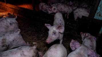 A piglet in a weaner pen - Piglets in a dirty weaner pen - Captured at Nagambie Breeder, Bailieston VIC Australia.