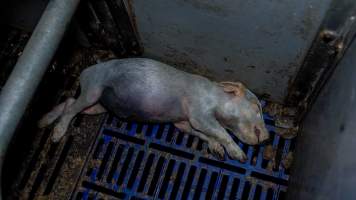 A dead piglet in a farrowing crate - Captured at Nagambie Breeder, Bailieston VIC Australia.