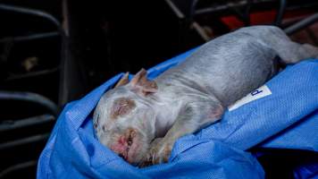 A dead piglet from a farrowing crate - Captured at Nagambie Breeder, Bailieston VIC Australia.