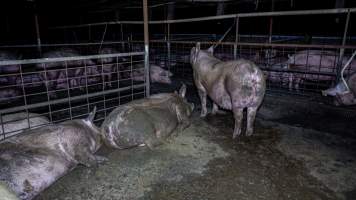 Sows in group housing - Sows in a dirty group housing pen - Captured at Girgarre Piggery, Girgarre VIC Australia.