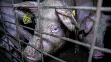 Sow in group housing - A sow in a dirty group housing pen - Captured at Girgarre Piggery, Girgarre VIC Australia.