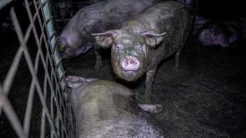 Sows in group housing - Sows in a dirty group housing pen - Captured at Girgarre Piggery, Girgarre VIC Australia.