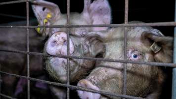 Pigs in group housing - Pigs in dirty group housing - Captured at Girgarre Piggery, Girgarre VIC Australia.