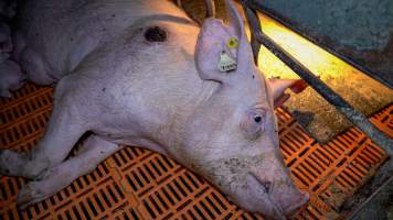 Injured sow in farrowing crate - A sow with a pressure sore lies in a farrowing crate - Captured at Girgarre Piggery, Girgarre VIC Australia.