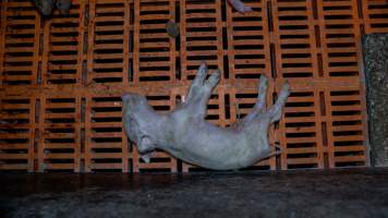 Dead piglet in farrowing crate - Captured at Girgarre Piggery, Girgarre VIC Australia.