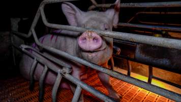 Sow in farrowing crate - Captured at Girgarre Piggery, Girgarre VIC Australia.