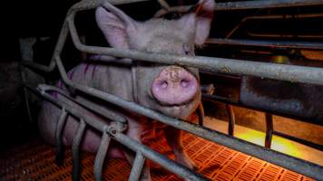 Sow in farrowing crate - Captured at Girgarre Piggery, Girgarre VIC Australia.