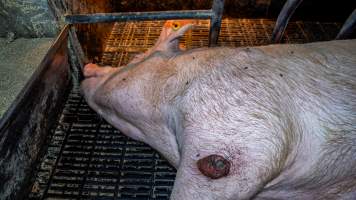 An injured sow in a farrowing crate - A sow with an infected pressure sore in a farrowing crate - Captured at Girgarre Piggery, Girgarre VIC Australia.