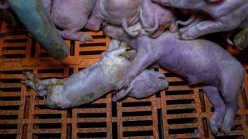 Dead piglets in a farrowing crate - Dead piglets lie in a farrowing crate next to their siblings - Captured at Girgarre Piggery, Girgarre VIC Australia.