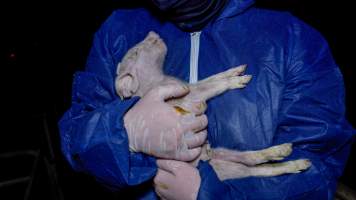 An investigator cradles a dead piglet - An investigator cradles a dead piglet from a farrowing crate - Captured at Girgarre Piggery, Girgarre VIC Australia.