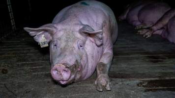 Sow in group housing - Captured at Girgarre Piggery, Girgarre VIC Australia.