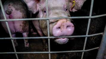 Sows in group housing - A sow in a group housing pen - Captured at Markanda Piggery, Wyuna East VIC Australia.