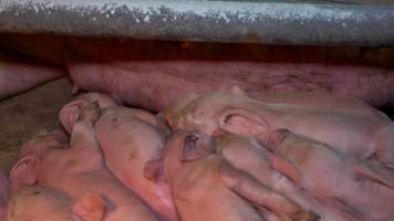 Piglets in a farrowing crate - Captured at Markanda Piggery, Wyuna East VIC Australia.