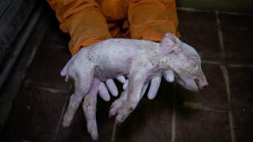 A dead piglet from a farrowing crate - An investigator holds a dead piglet from a farrowing crate - Captured at Markanda Piggery, Wyuna East VIC Australia.