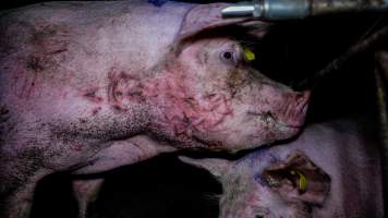 An injured sow in a group housing pen - A sow with scratches on her face and neck in a group housing pen - Captured at Markanda Piggery, Wyuna East VIC Australia.