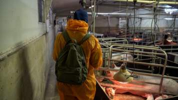 An investigator films inside a farrowing shed - Captured at Markanda Piggery, Wyuna East VIC Australia.