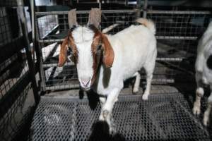 Goat in slaughterhouse holding pen - Captured at Steve's Country Kills, Chinchilla QLD Australia.