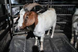 Goat in slaughterhouse holding pen - Captured at Steve's Country Kills, Chinchilla QLD Australia.