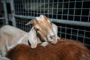 Goat in slaughterhouse holding pen - Captured at Steve's Country Kills, Chinchilla QLD Australia.