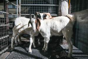 Goats in slaughterhouse holding pen - Captured at Steve's Country Kills, Chinchilla QLD Australia.