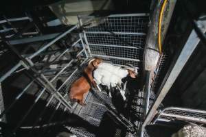 Goats in slaughterhouse holding pen - Captured at Steve's Country Kills, Chinchilla QLD Australia.