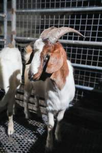 Goat in slaughterhouse holding pens - Captured at Steve's Country Kills, Chinchilla QLD Australia.