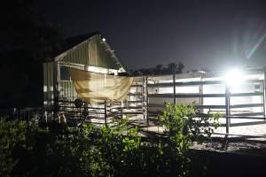 Holding pens at slaughterhouse - Captured at Steve's Country Kills, Chinchilla QLD Australia.