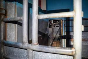 Entrance into the cattle knockbox - Captured at Steve's Country Kills, Chinchilla QLD Australia.