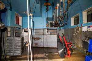 Overview of slaughterhouse kill room - Captured at Steve's Country Kills, Chinchilla QLD Australia.