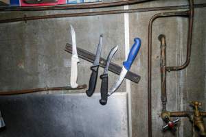 Knives inside slaughterhouse kill room - Captured at Steve's Country Kills, Chinchilla QLD Australia.