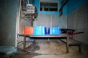 Tubs left on kill platform inside slaughterhouse - Captured at Steve's Country Kills, Chinchilla QLD Australia.