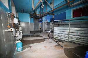 Overview of inside a slaughterhouse kill room - Captured at Steve's Country Kills, Chinchilla QLD Australia.