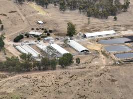 Drone flyover - Aerial view of piggery - Captured at Nagambie Breeder, Bailieston VIC Australia.