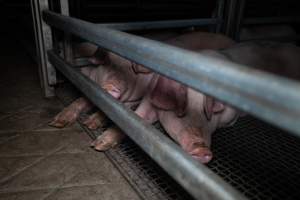 Two pigs huddled together in holding pen at Millmerran Meats - Captured at Millmerran Meats, Millmerran QLD Australia.