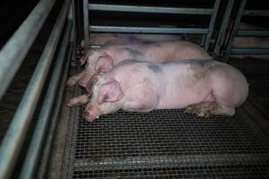 Two pigs huddled together in holding pen at Millmerran Meats - Captured at Millmerran Meats, Millmerran QLD Australia.