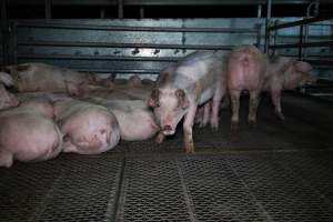 Single pig standing before camera, surrounded by other pigs lying down in the holding pen outside Millmerran Meats - Captured at Millmerran Meats, Millmerran QLD Australia.