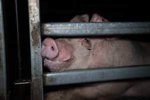 Single pig behind holding pen bars at Millmerran Meats - Captured at Millmerran Meats, Millmerran QLD Australia.