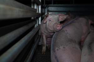 Pig tucked into the corner of holding pens at Millmerran Meats, surrounded by other pigs - Captured at Millmerran Meats, Millmerran QLD Australia.